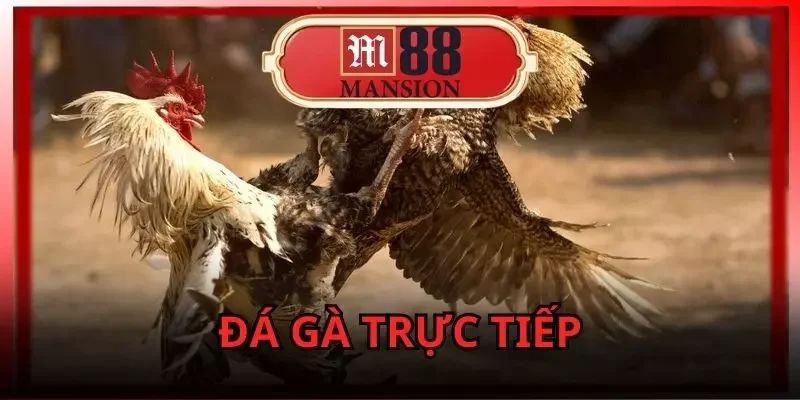 Đá Gà Trực Tiếp