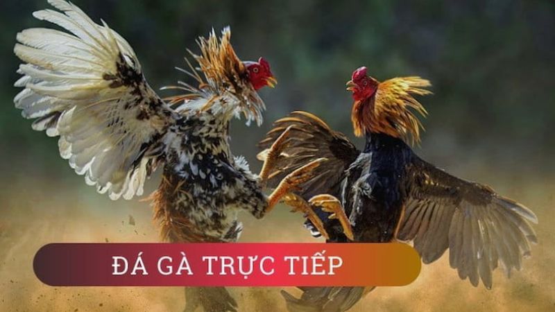 M88 Đá Gà Trực Tuyến Đỉnh Cao