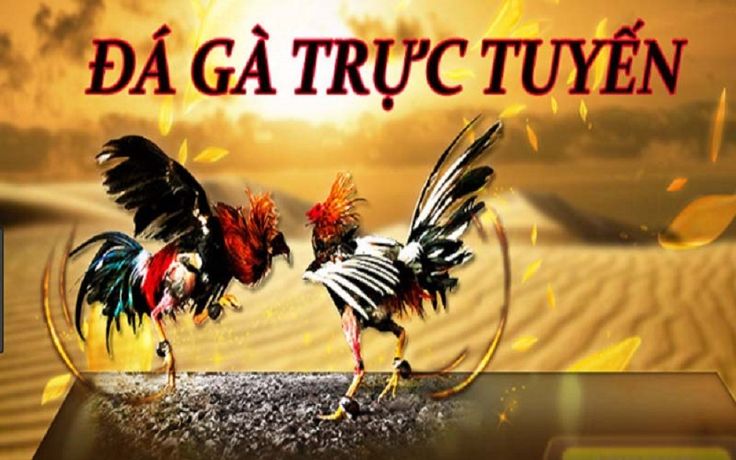 M88 Đá Gà Trực Tuyến Đỉnh Cao
